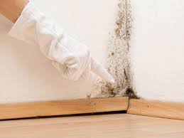 Best Environmental Consulting for Mold Prevention  in Kirkland, WA